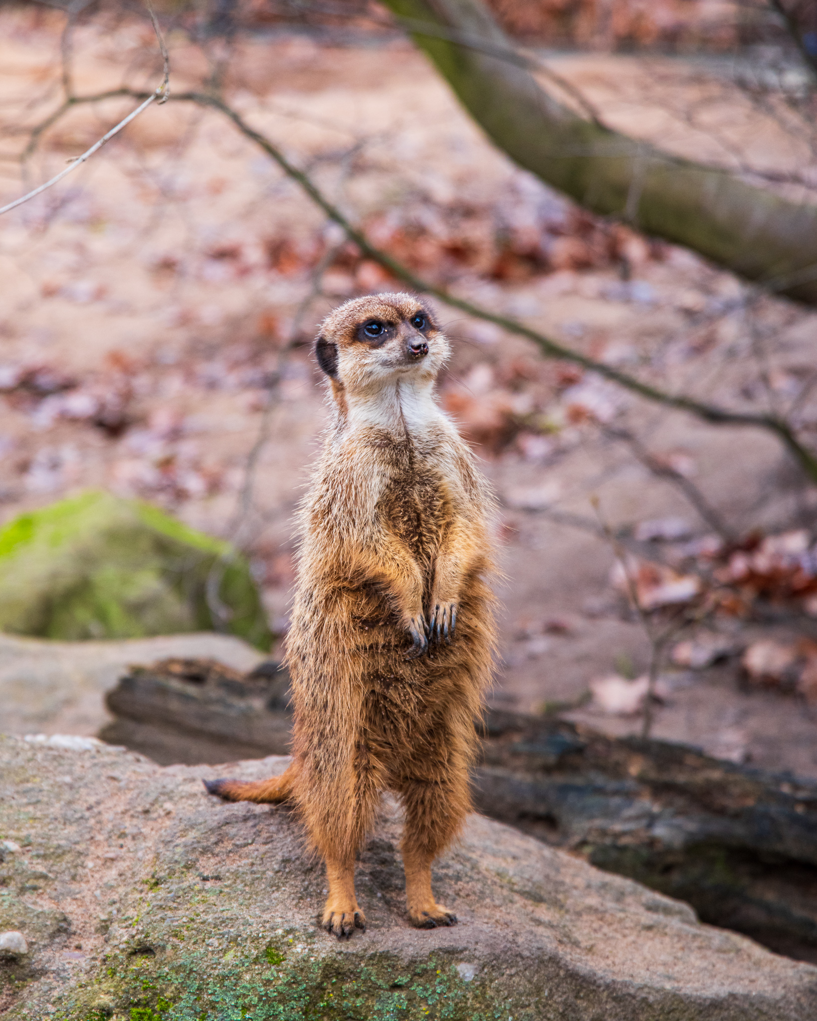 Tiergarten Nürnberg 12.01.2020